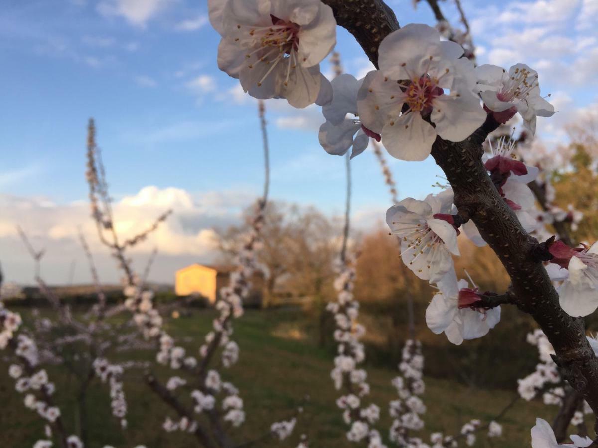 Agriturismo Pieve De Pitti Terricciola Экстерьер фото